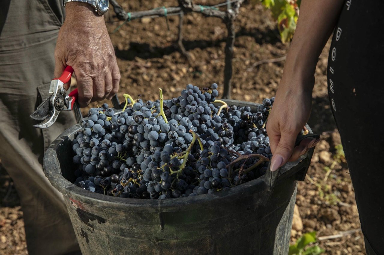 Cantina Santadi winery image 5