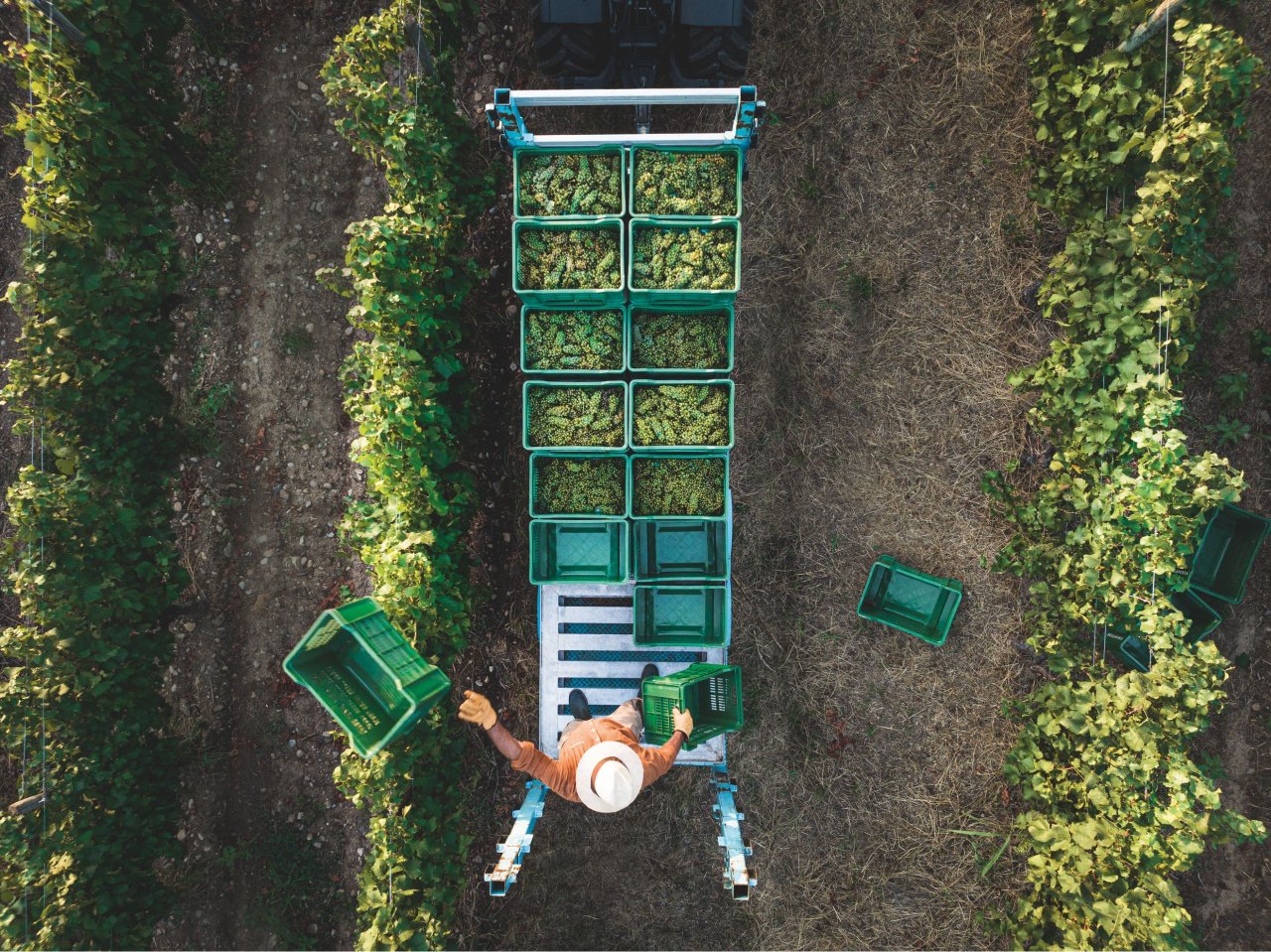 Harvest at Bellavista seen from above: a picker beside a trailer of green crates between the vine rows