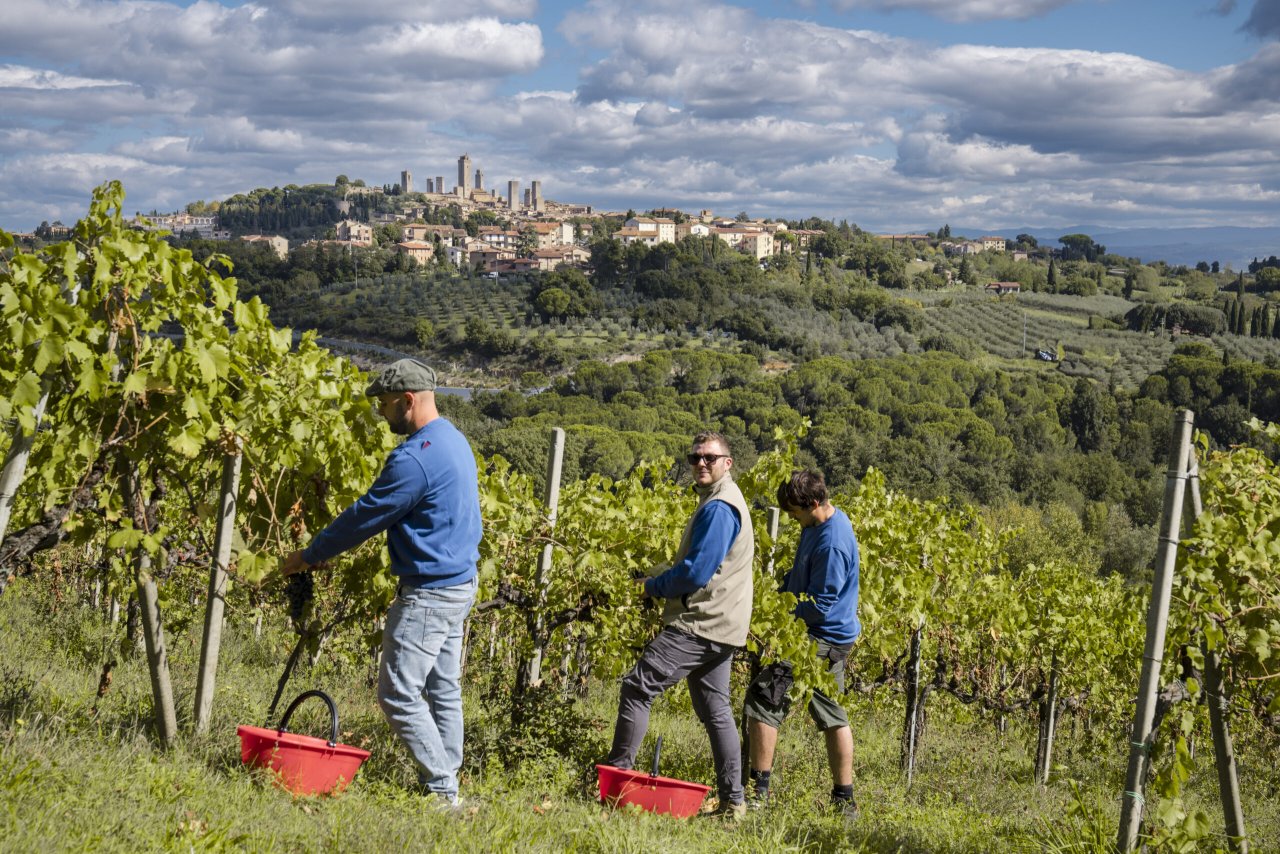 Three pickers harvest grapes into red crates in a Palagetto vineyard below the towers of San Gimignano