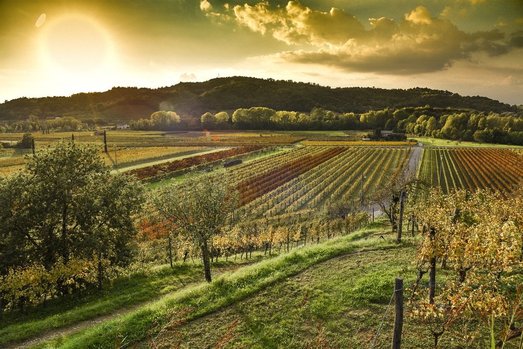 Azienda Agricola Venica & Venica winery image 1