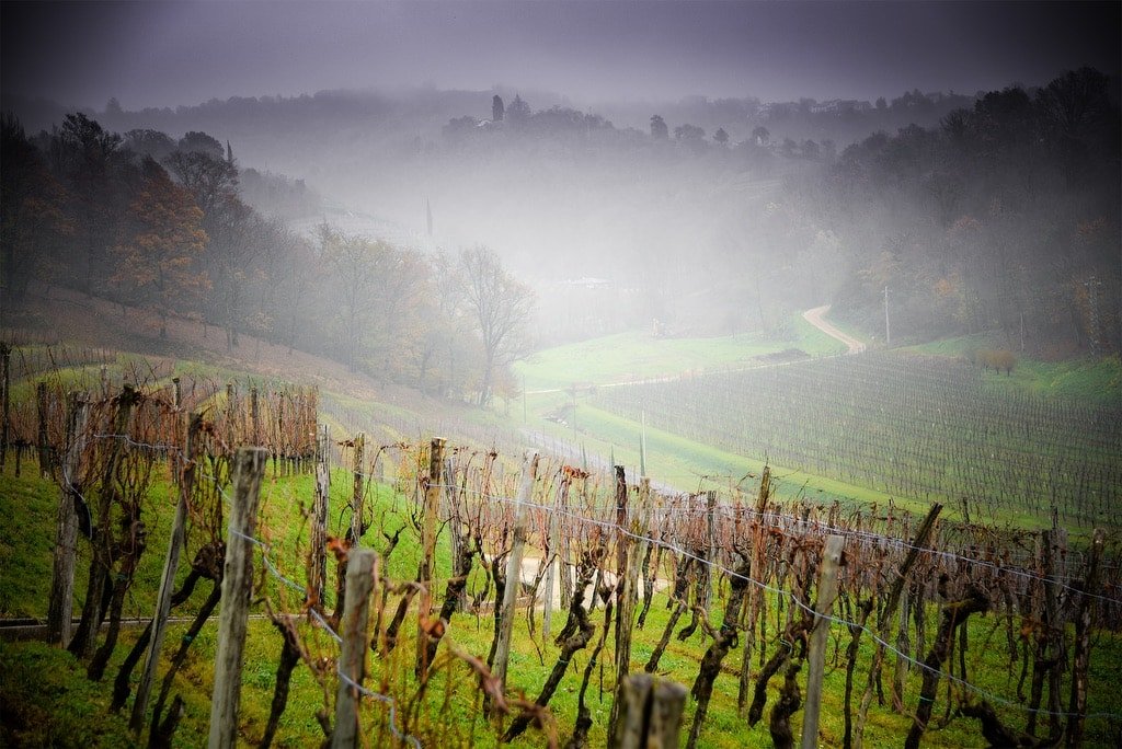 Azienda Agricola Venica & Venica winery image 2
