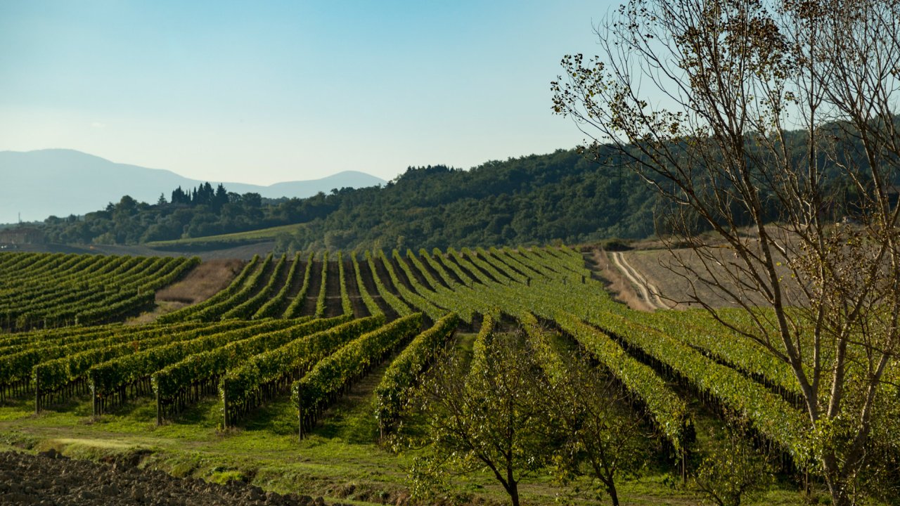 Ridolfi winery image 3