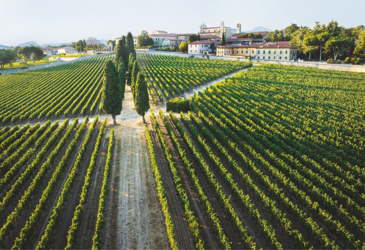Bellavista's vineyards at Erbusco with rows of cypresses and the estate buildings behind