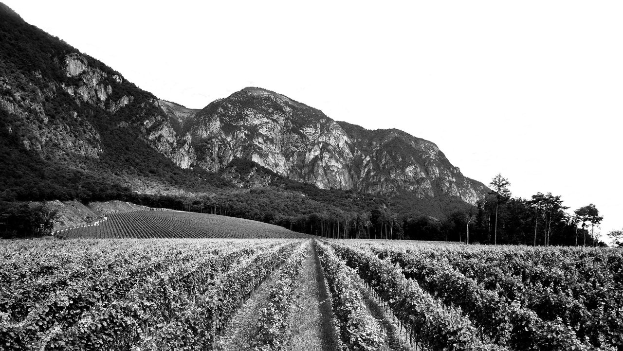 Cantine Ferrari winery image 5