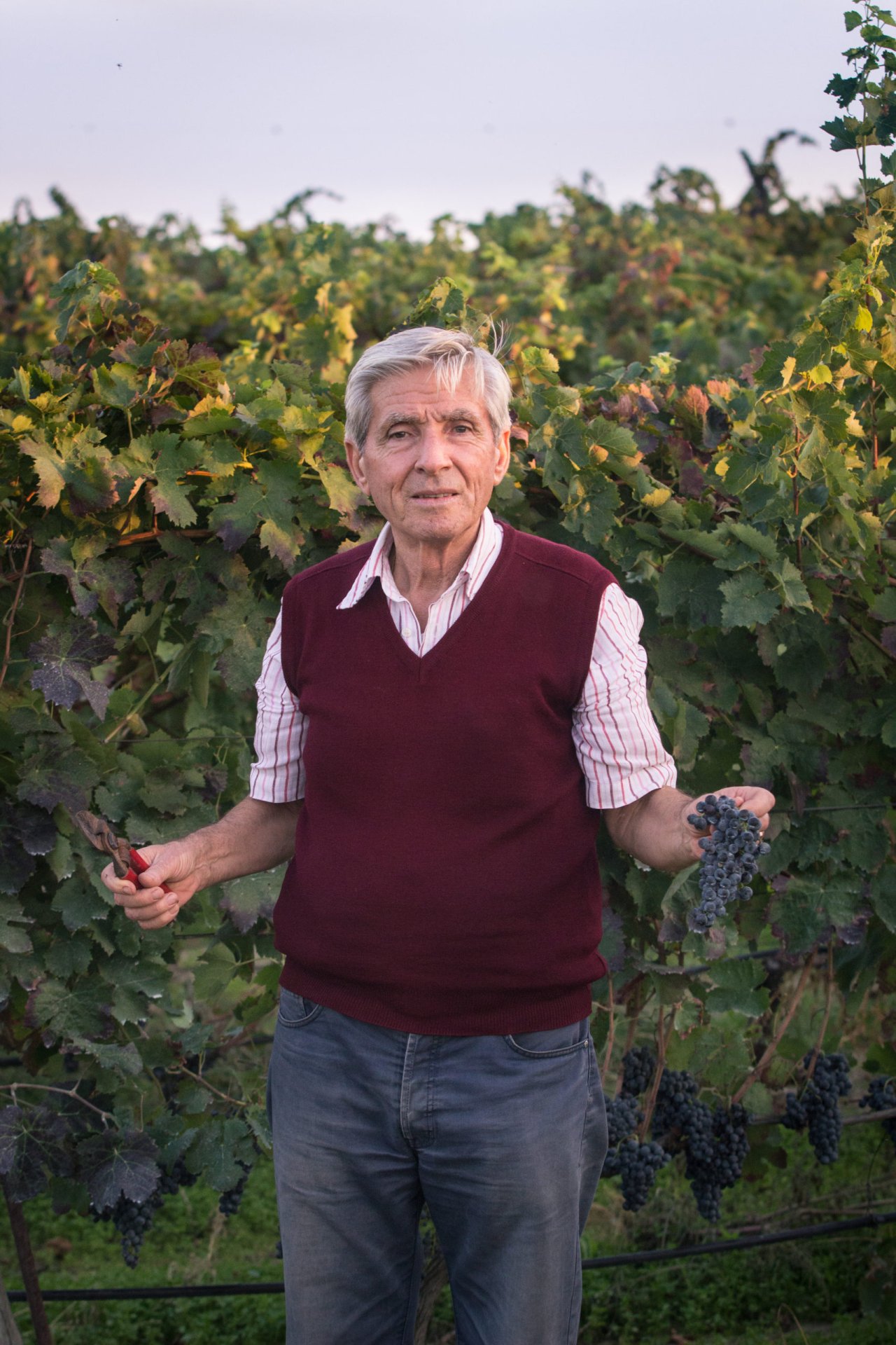 Vigne Mastrodomenico winery image 5