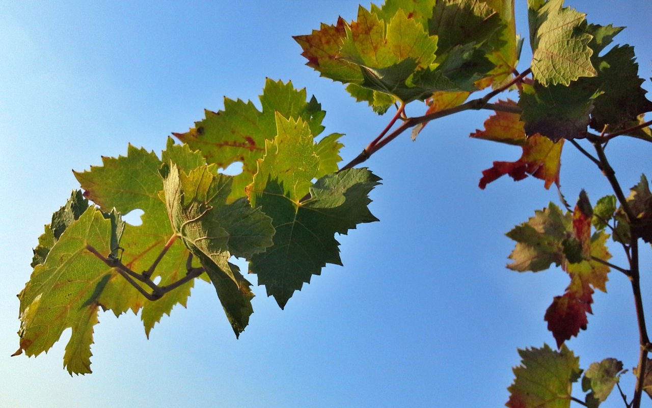 Vigne Mastrodomenico winery image 2