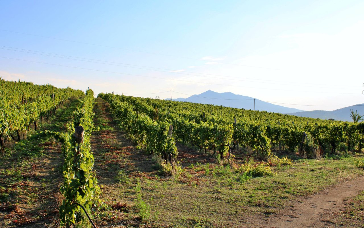 Vigne Mastrodomenico winery image 3