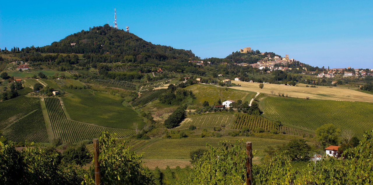 The hill town of Bertinoro seen across the vineyards from Tenuta La Viola