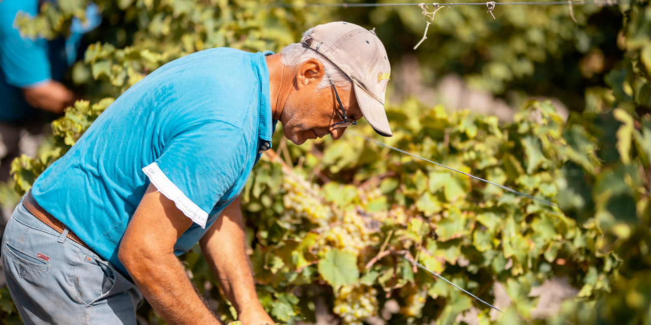 I racconti del Maestro at Casa Vinicola Fina