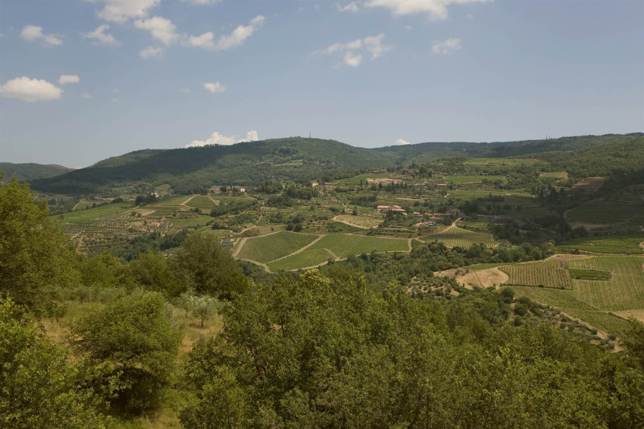 Vineyards and woodland on the hills around Lamole, home of the Lamole di Lamole estate