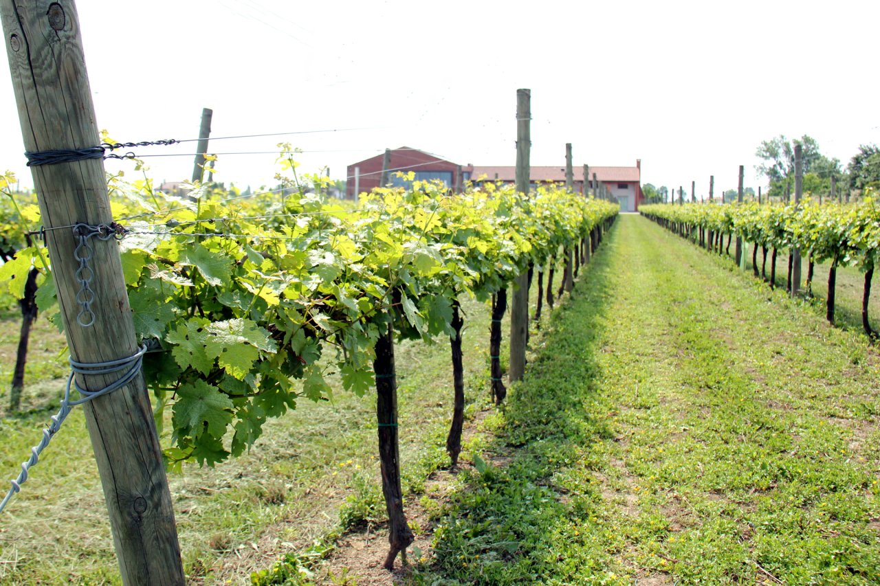 Vine rows at 47 Anno Domini with the red farm buildings at the end of the row