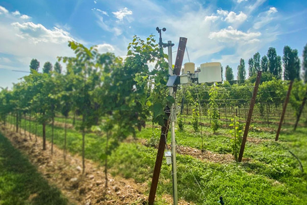 Vine rows at Cantina Pizzolato in Villorba with tall poplars along the edge