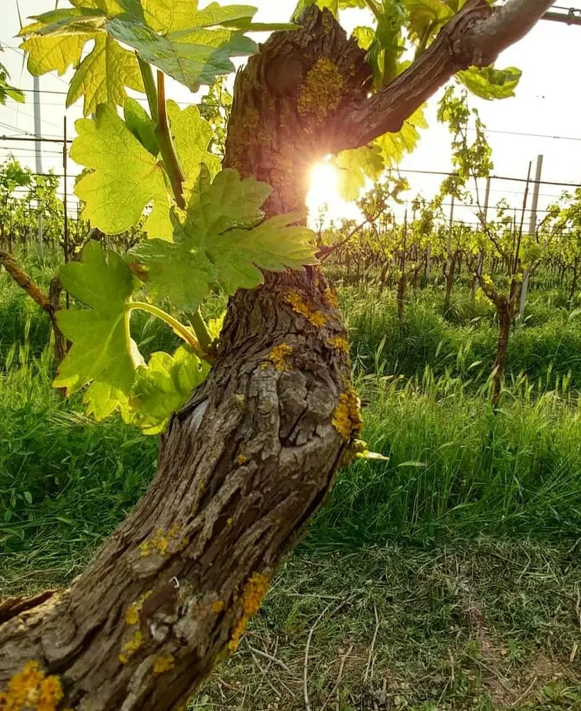 L'Archetipo winery image 3