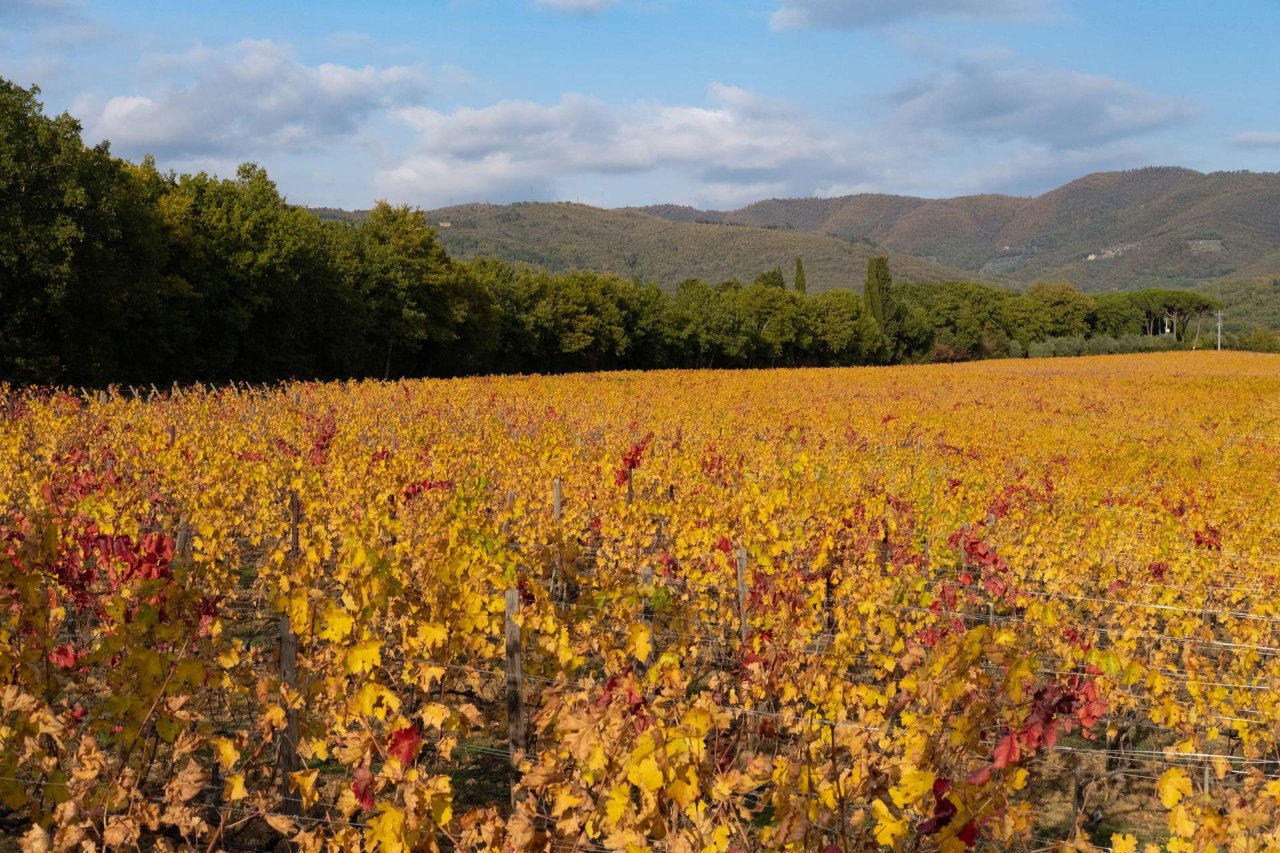 Tenuta Sette Ponti winery image 2