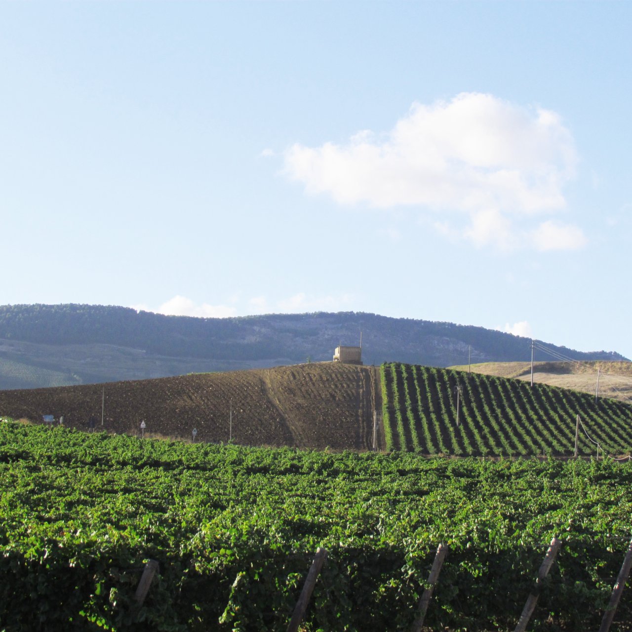 Rows of vines at Baglio Gibellina with a hill and a small tower on the horizon