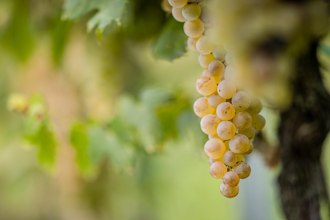 Azienda Vitivinicola Pieropan Leonildo winery image 1