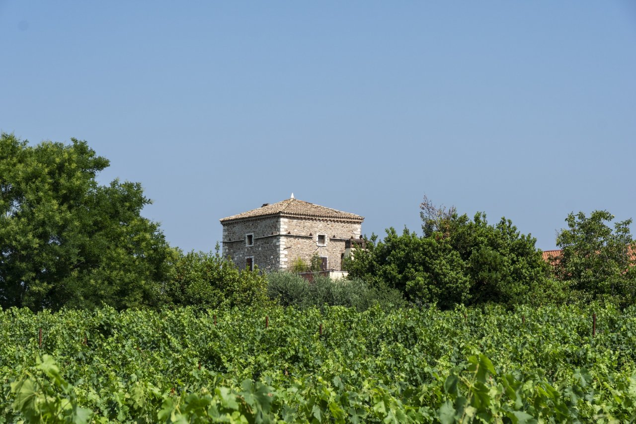 The square stone tower of Le Fraghe rising above the vines and trees