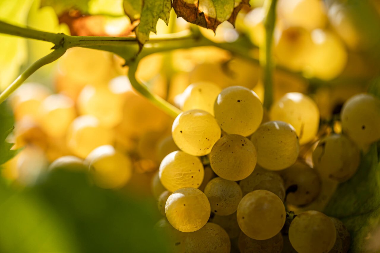 Azienda Vitivinicola Pieropan Leonildo winery image 2