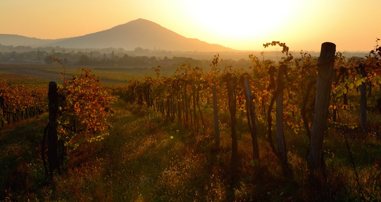 Vine rows of Ca&rsquo; Avignone at sunset, with the cone of a Euganean hill behind them