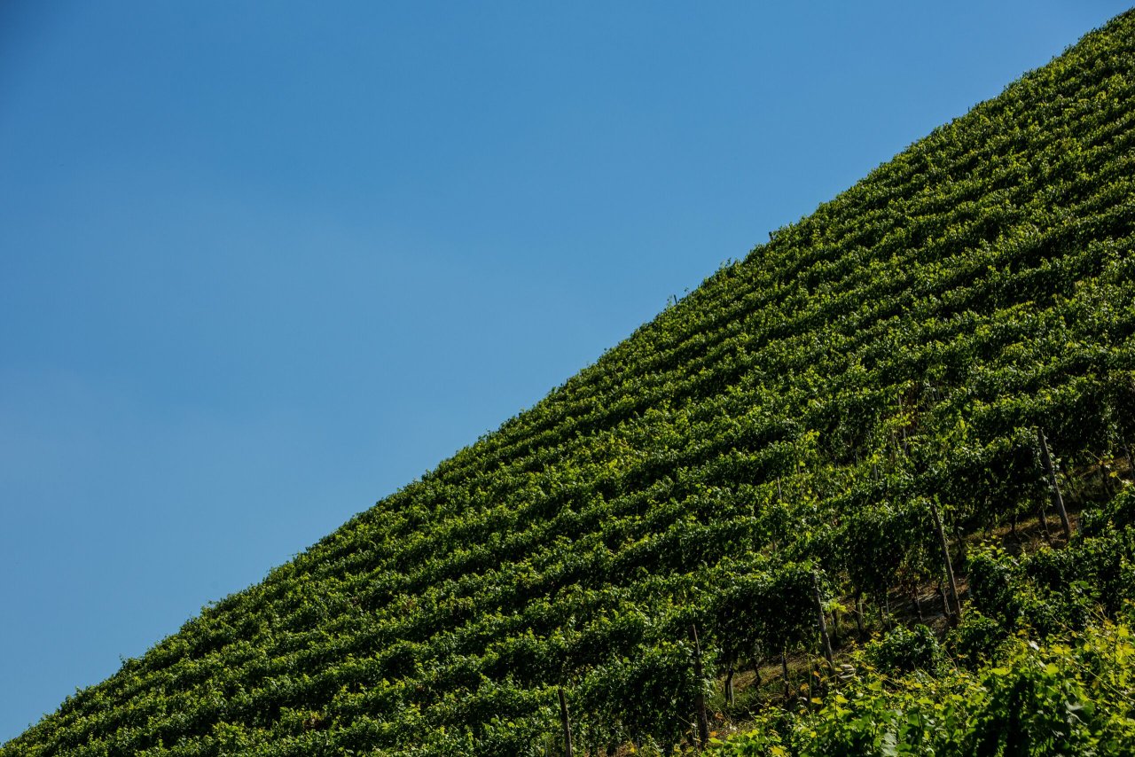 Rows of vines running up a steep Marcarini vineyard in the Langhe hills