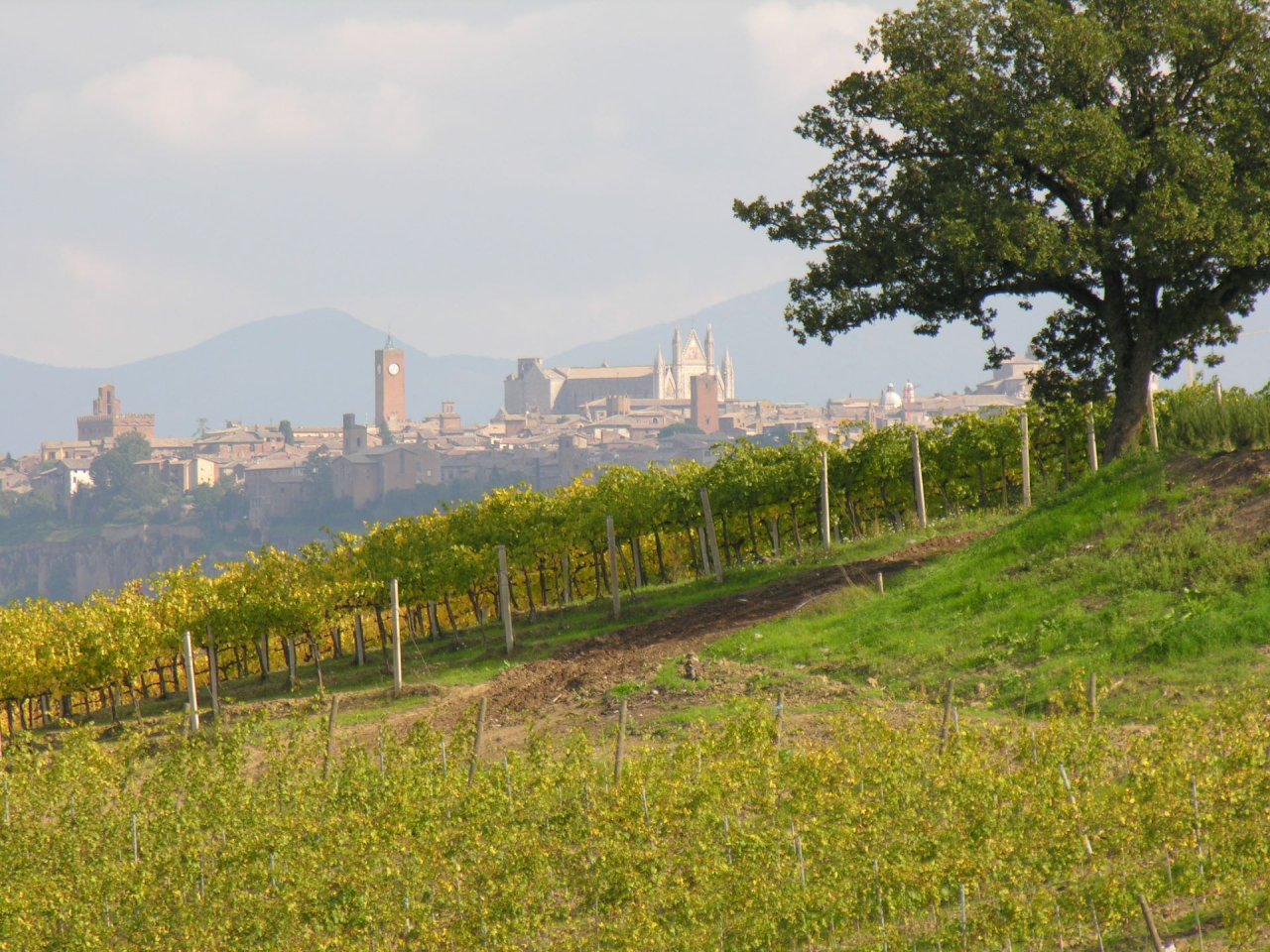 Palazzone vineyard on a grassy slope, with the towers and cathedral of Orvieto on the skyline