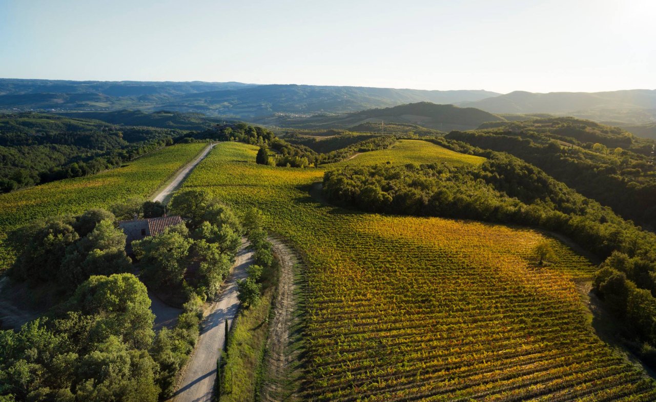Aerial view of the Tenuta Vitalonga vineyards on a wooded ridge, with a lane running through them