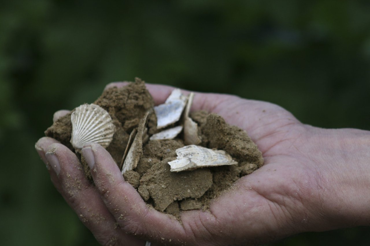 A hand holding sandy soil and fossil shells from a Tenuta Vitalonga vineyard