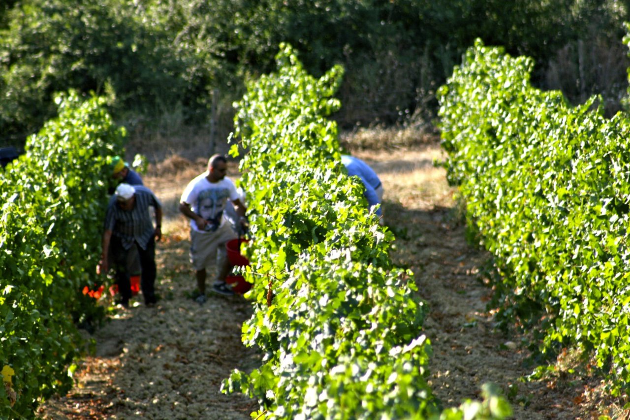 Pickers harvesting grapes between the vine rows at Tenuta Vitalonga