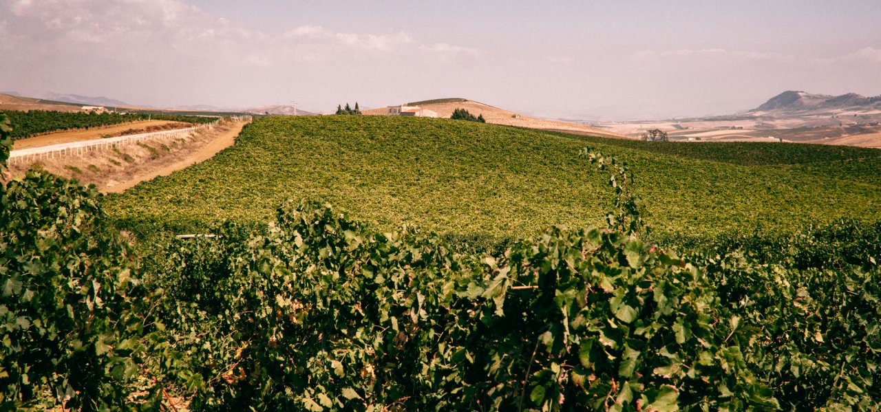Baglio Gibellina vineyards rolling towards the hills near Trapani under a clear sky