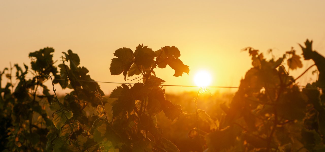 The sun setting behind a row of vines at Baglio Gibellina
