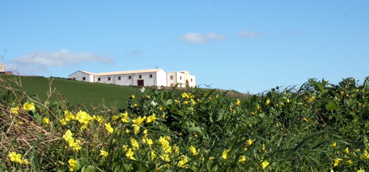 Yellow wildflowers in front of the white Baglio Gibellina estate buildings