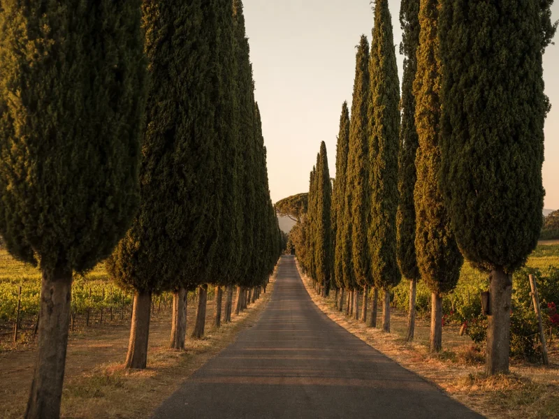 The cypress-lined Viale dei Cipressi at Bolgheri at dusk with vineyards showing between the trees