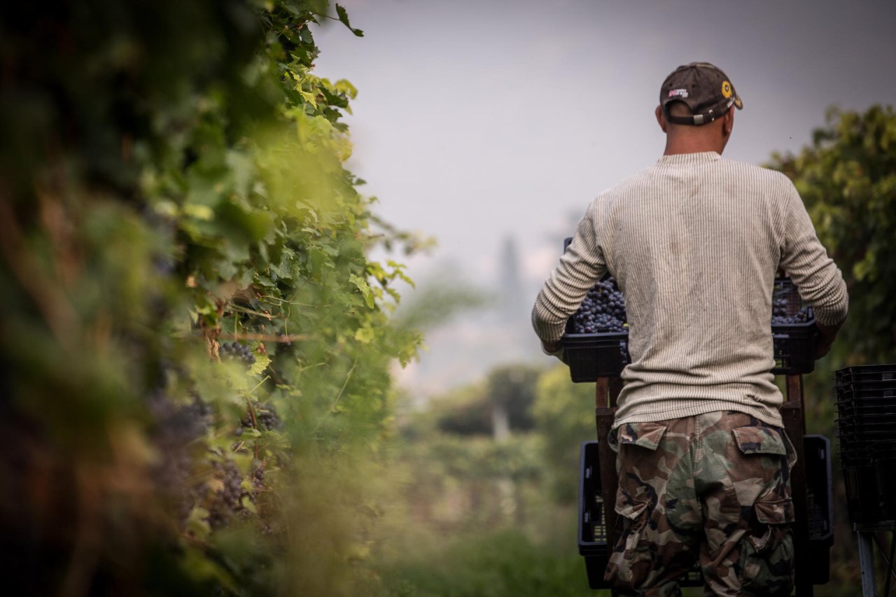A picker carrying a crate of Corvina between the rows at Brunelli in San Pietro in Cariano