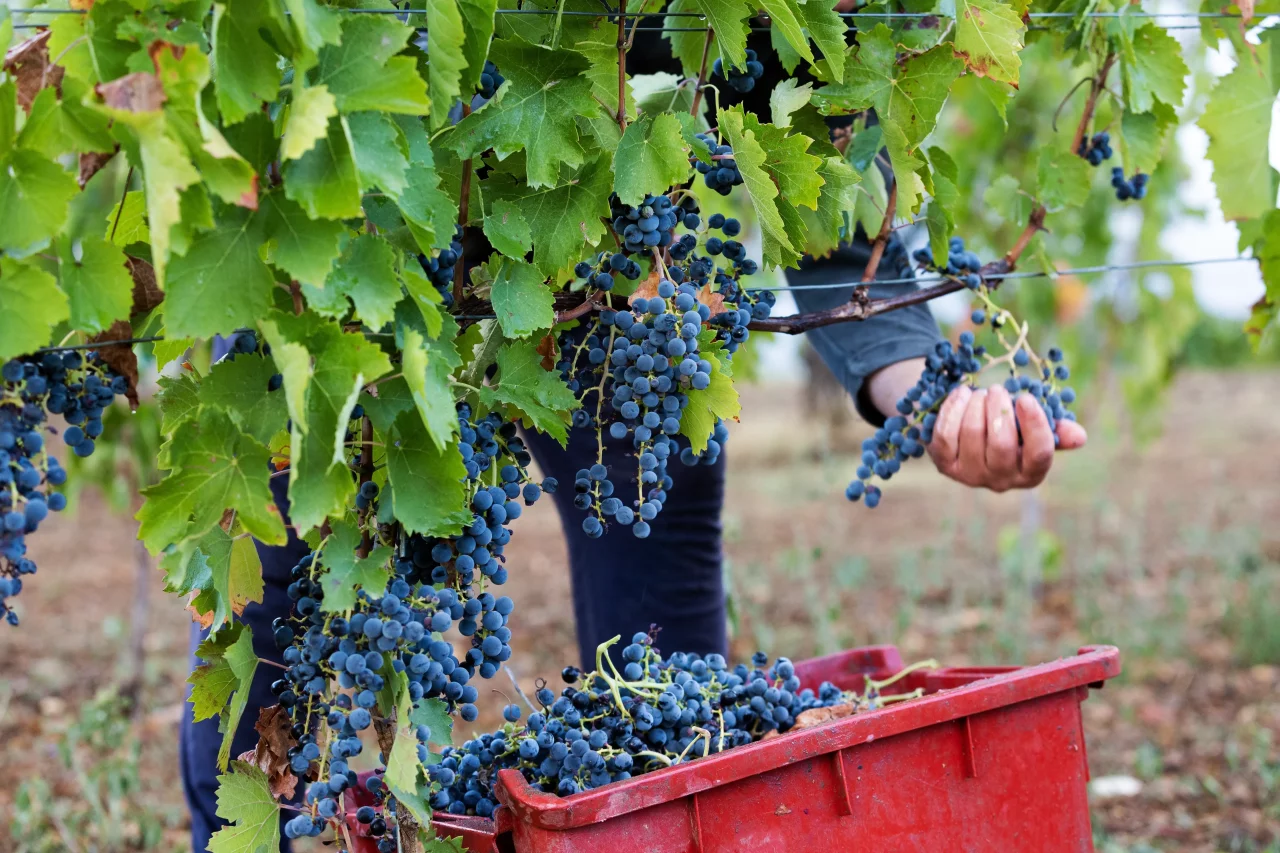 Cantina di Venosa winery image 2