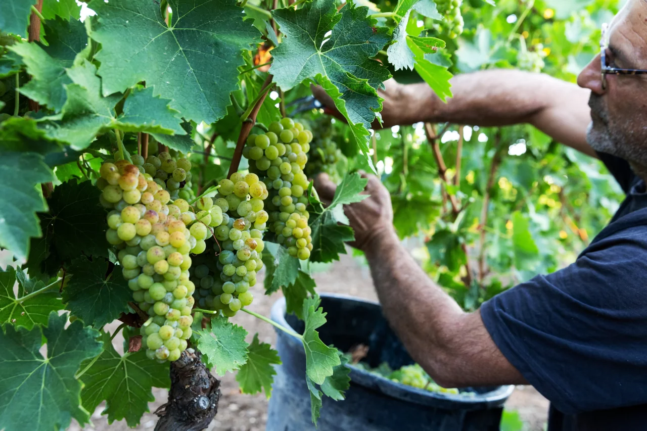 Cantina di Venosa winery image 3
