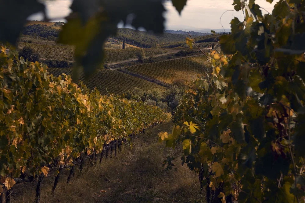Chioccioli's vision of Chianti Classico at Winestillery