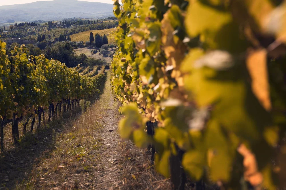Super Tuscan Experience at Chioccioli in the Chianti Classico region at Winestillery