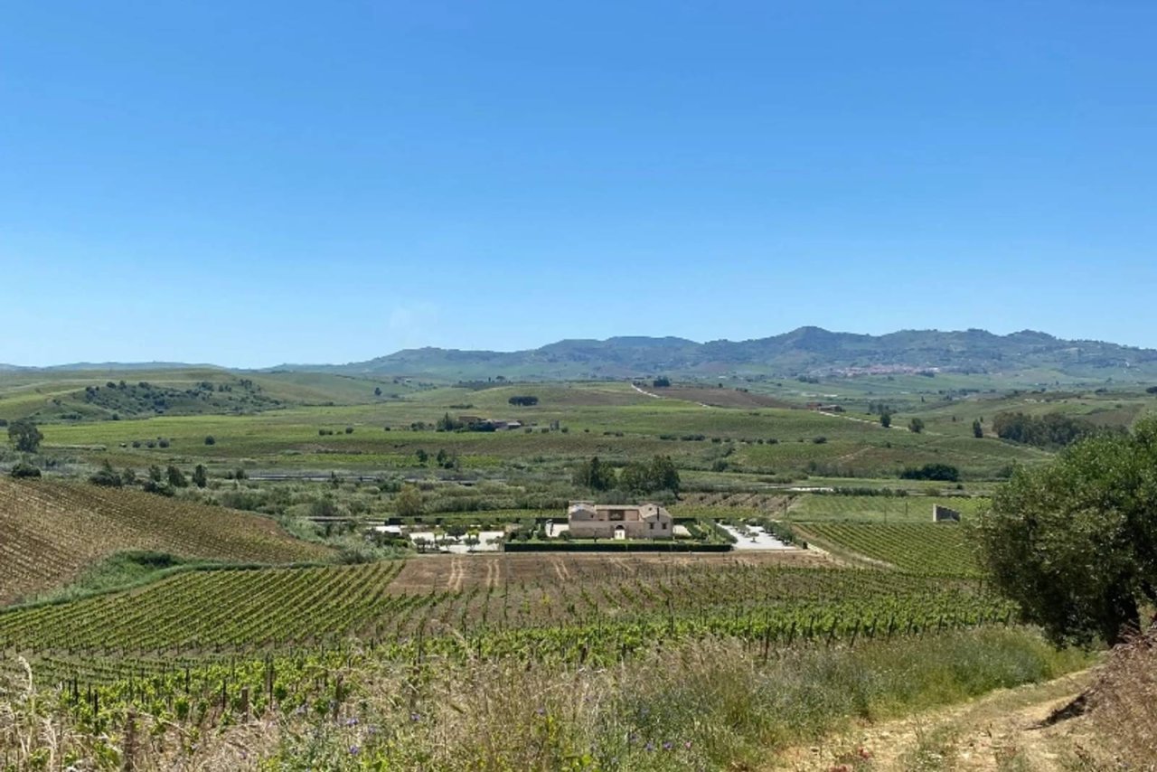 Vineyards and bare summer hills around Tenute Baglio Passofondo, with the estate buildings in the middle distance