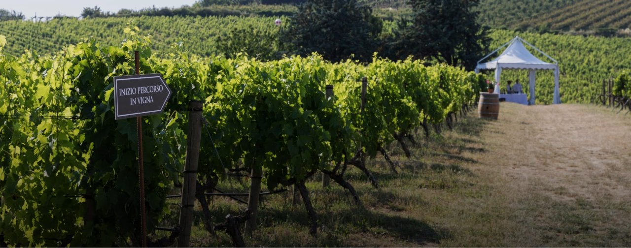 Cellar visit and tasting at Fattoria Zerbina